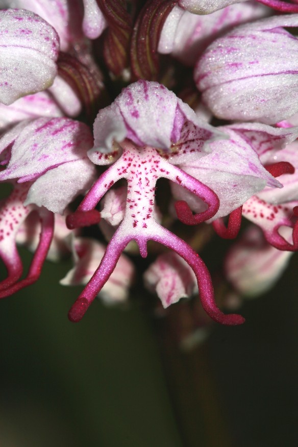 Orchis simia